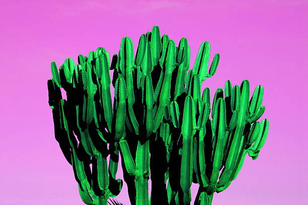 istock Vibrant green cactus against a bright pink sky 2239790358