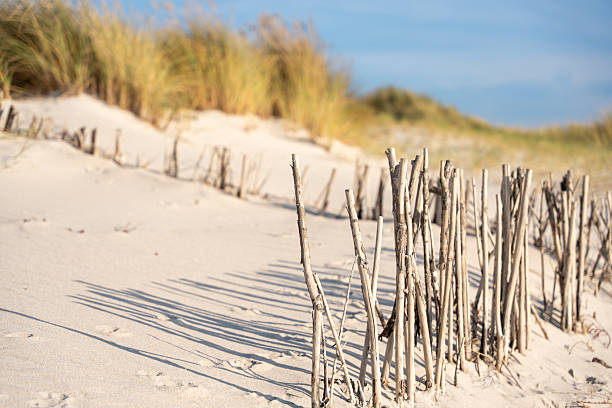 Wooden sticks line the sandy dunes, casting long shadows. Coastal vegetation sways in the sunlight.