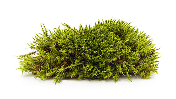 istock Pile of green forest moss isolated on white background. 2239790903