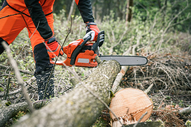 istock Man holding a chainsaw and cut trees. Lumberjack at work wears orange personal protective equipment. Gardener working outdoor in the forest. Security professionalism occupation forestry worker concept 2239791790