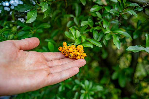 Close-up of a person’s hand touching a cluster of yellow Pyracantha berries. The natural lighting and shallow focus highlight interaction with plants and seasonal fruit gathering.