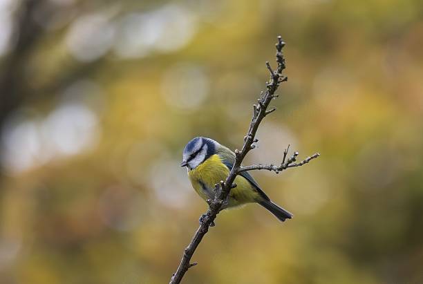 istock Blue tit on a branch with autumn backdrop. 2239792532