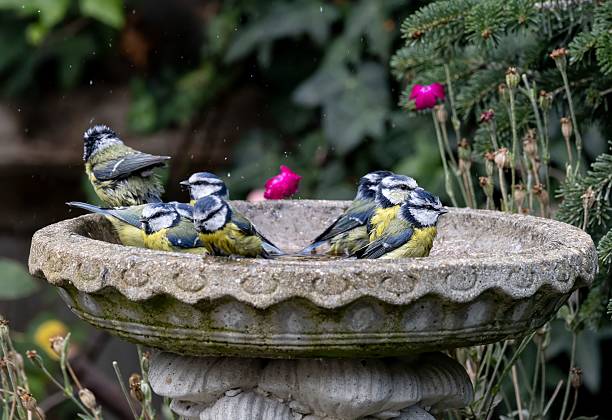 istock Blue tits bathing in a stone birdbath. 2239792589