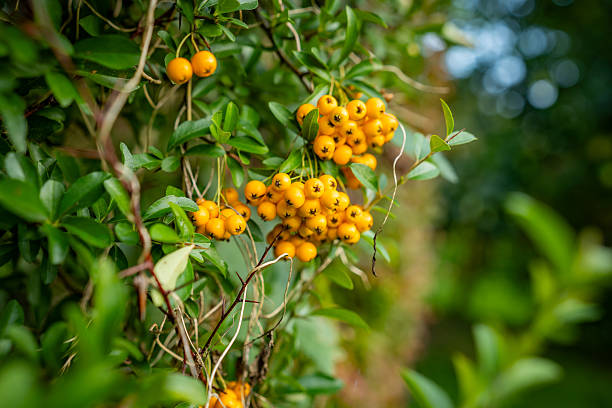 Vibrant bunches of Pyracantha berries hanging from a bush with dense greenery. Captured with bokeh effect, the image expresses the richness and beauty of nature during late summer.