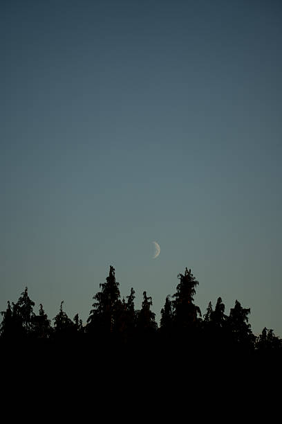istock Evening sky with crescent moon rising above tall pine trees at twilight 2239792781