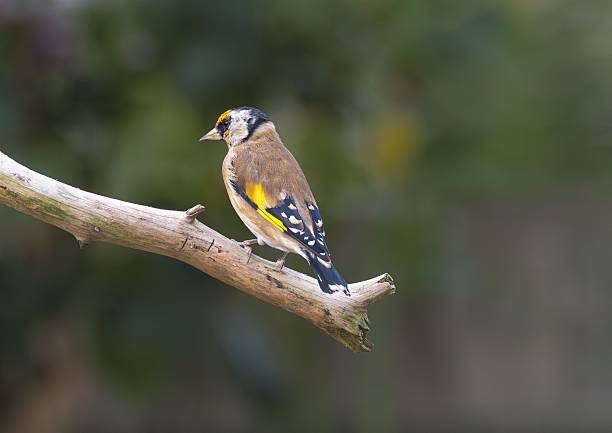 Male goldfinch (Carduelis carduelis) perching in a hazelnut bush.