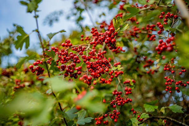 Close-up of vibrant red hawthorn berries growing on a leafy branch under warm natural light. The detailed textures and rich colors highlight the beauty of wild fruits in an autumn countryside setting.