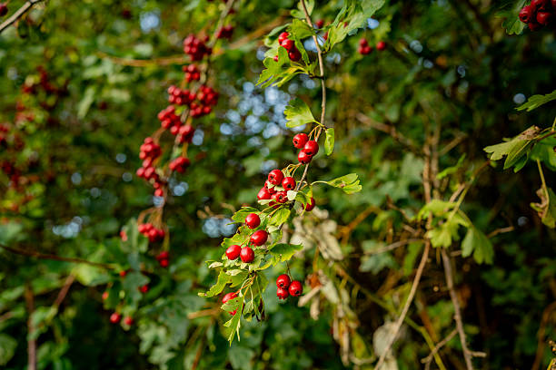 Scenic shot of multiple berry clusters growing among leaves in natural daylight. The image captures the vivid color and organic feel of wild autumn flora.