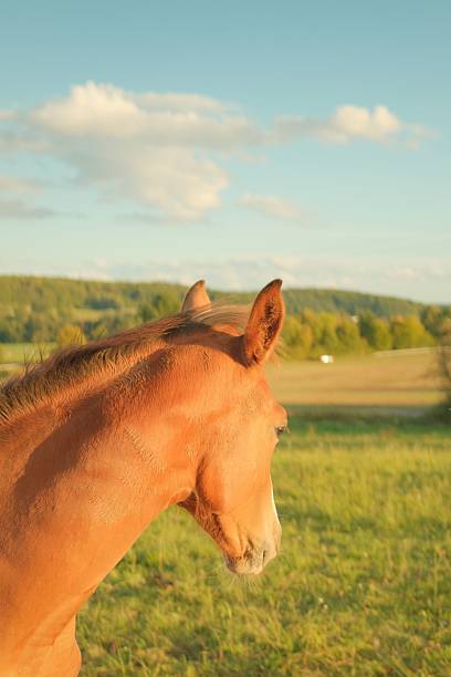 Close-up Portrait of a horse trainer and a beautiful horse.