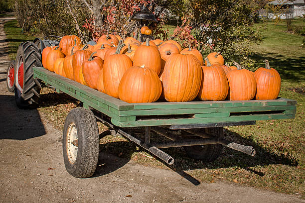 Holiday in Texas, attraction park with family, lot of pumpkins and fun.
