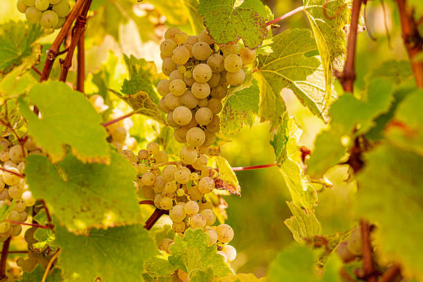 Vivid clusters of unripe white grapes hang delicately from vibrant green vineyard plants in Alsace, showcasing nature's bounty during the grape growing season.
