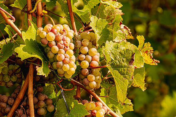 Ripe white grapes hang on the vine during harvest in the Mosel Valley, Germany. The sunlight highlights the juicy fruit, symbolizing viticulture, autumn beauty, and traditional winemaking.