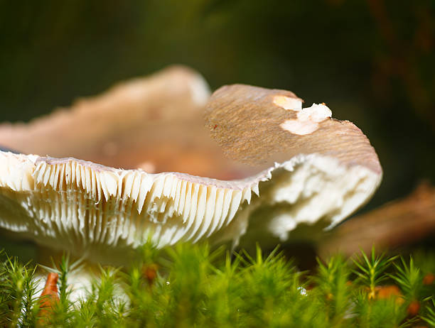 Close-up of a musroom (Russula Cyanoxantha) nibbled by wild animals. The mushroom grows from a soft green moss cushion