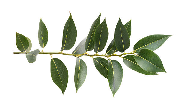 istock Branch of fresh green leaves (salix) isolated 2239802434