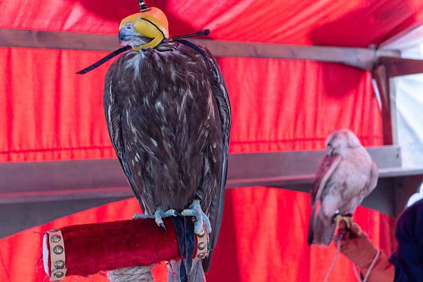 Golden Eagle sitting proudly with a leather hood and falconer's glove, showcasing the beauty of raptors and ancient traditions of falconry