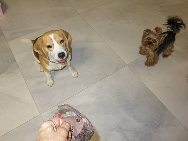 istock Two Playful Dogs Interacting in a Cozy Indoor Space 2239804733