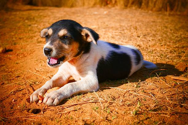 A playful puppy lying on the ground under the warm sunlight, showcasing its adorable features and joyful expression.