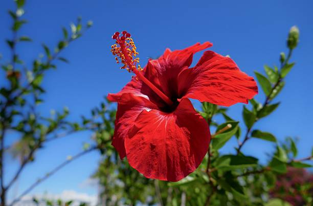 istock Vibrant red hibiscus flower against clear blue sky. 2239804907