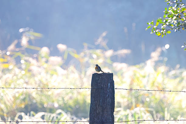 Robin seen from a distance on a fence post against the light, robin against the light on a fence, red-breasted songbird surrounded by fields and barbed wire, songbird surrounded by green leaves