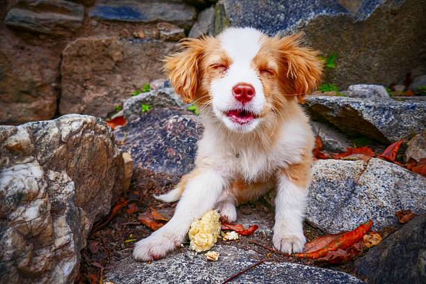 Adorable puppy with fluffy fur sitting among rocks and leaves outdoors, expressing joy with eyes closed.