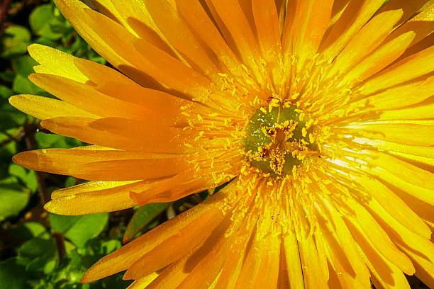 Elecampane (Inula helenium) flower in bloom
