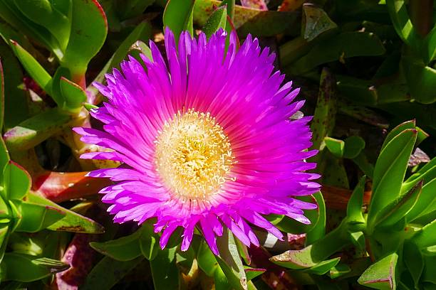 istock Vibrant pink ice plant flower in full bloom 2239804982