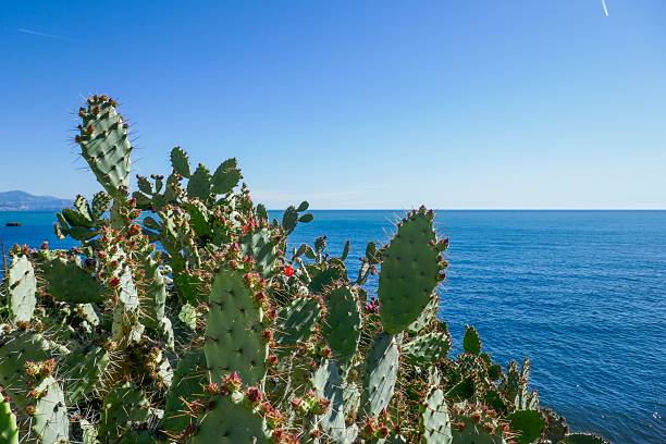 istock Cactus by the Mediterranean Sea 2239804997