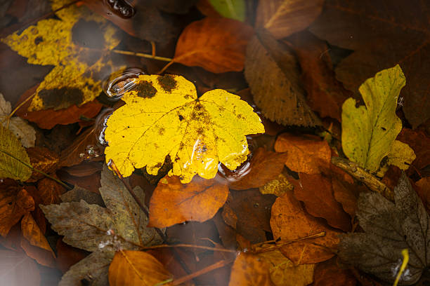Multi colored autumn leaves in clear lake.Autumn vibes, Munich - Germany.