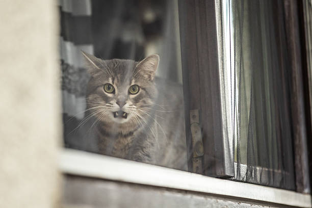 istock Domestic cat is meowing in front of window. 2239806351