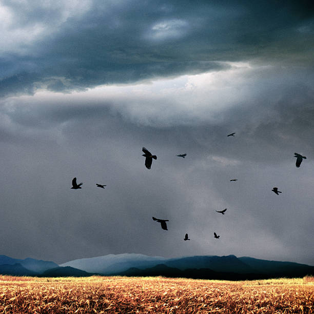 Flock of crows