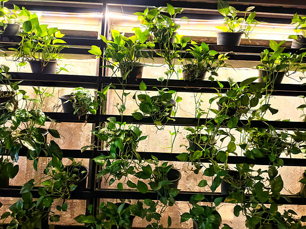 istock Close up potted green plants on building exterior wall 2239809254