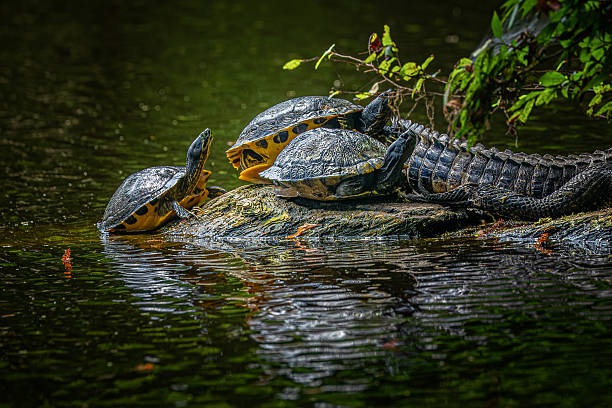 istock Turtles Enjoying a Peaceful Moment on a Log 2239810483