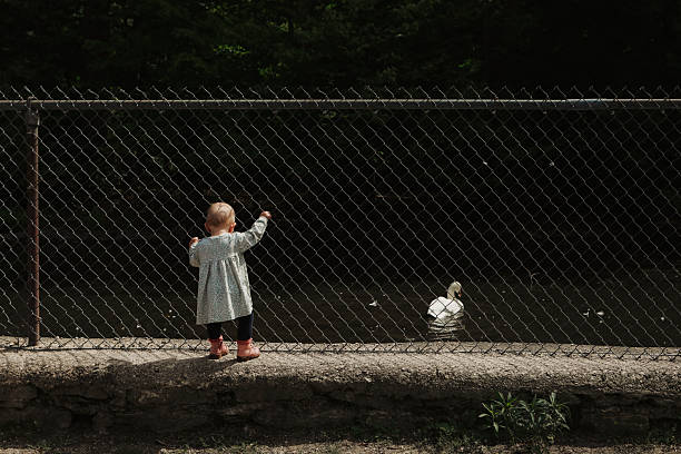 Cute toddler looking at ducklings on the farm, exploring oudoor world.