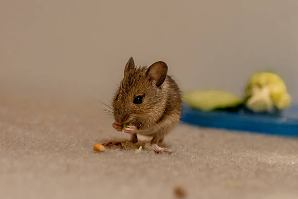 Wood mouse in a house close up