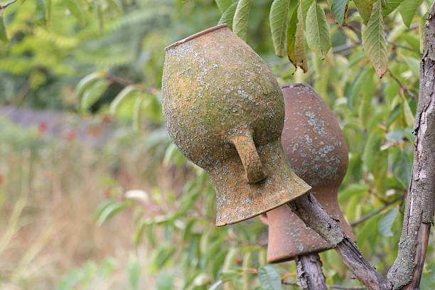 Old rustic clay pots covered with moss and lichen placed upside down on wooden branches in rural countryside garden.