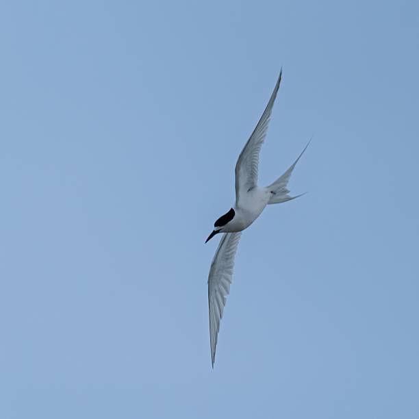 istock Seabird soaring in clear blue sky 2239811519