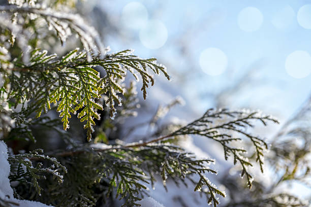 Frozen thuja tree branches covered by rime ice shimmer in bright winter sunlight, creating a serene scene that captures the beauty of the season and the gentle sparkle of frost. Beautiful bokeh lights background with space for copy.