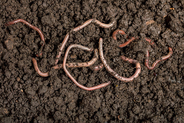 istock Earthworms in the soil 2239812764