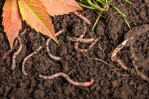 Close-up of earthworms in the soil with some leaves.