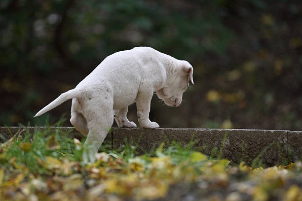 istock Curious White Puppy on Stone Ledge 2239813797