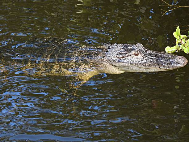 istock American Alligator (Alligator mississippiensis) -  young, resting in a lake 2239815219