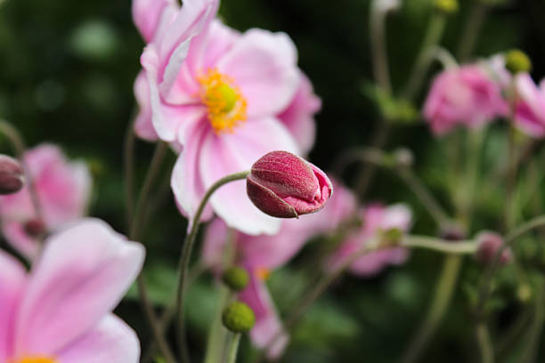 Beautiful pink flower anemones on on soft green background, macro. Spring template, elegant amazing artistic image. Sumer background