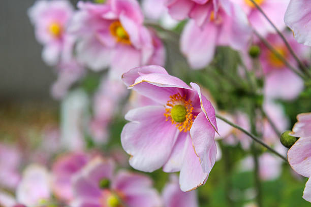 istock Fairytale delicate light pink flowers on the green background 2239816583