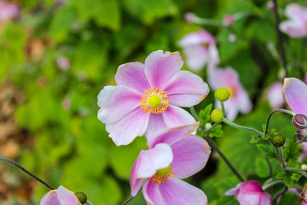 Japanese Anemone – autumn beauty in the home garden. Fairytale delicate light pink flowers on the green background.