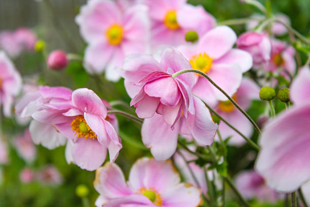 istock Fairytale delicate light pink flowers on the green background 2239816604
