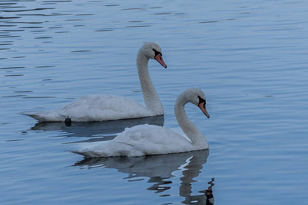 istock Pair of swans 2239816955