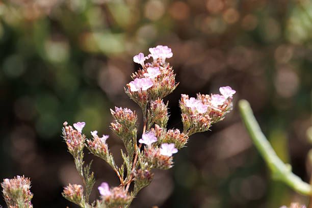 istock Blossoms of Myriolimon ferulaceum 2239817557