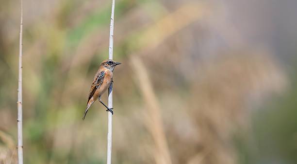 istock The Siberian Stonechat (Saxicola maurus) 2239817950
