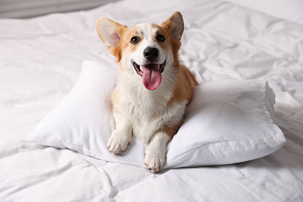 Pet friendly hotel. Cute dog with pillow on white blanket