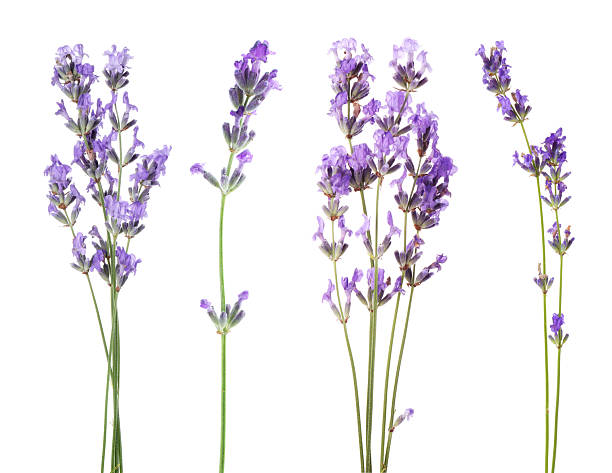 istock Fragrant lavender flowers isolated on white, set 2239819366